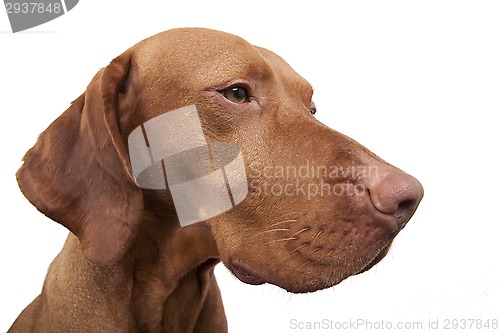 Image of dog wide angle portrait