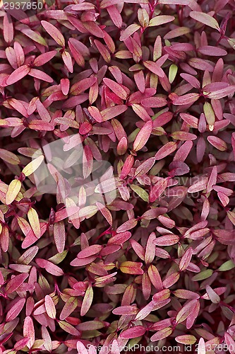 Image of seedling leafs