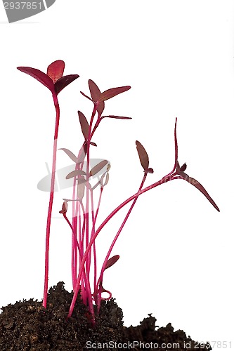 Image of amaranth seedling