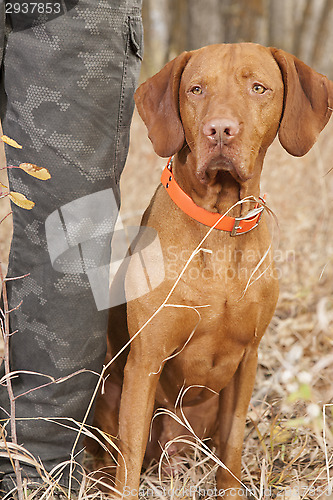 Image of pointer sitting  at hunters heel