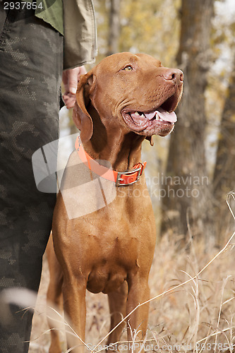 Image of dog at heel in forest