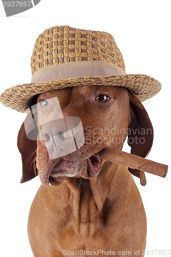 Image of dog with cigar in mouth