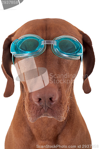 Image of golden dog with swimming goggles