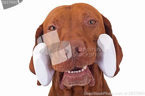 Image of dog  holding dumbbell
