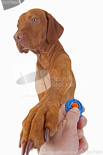 Image of dog training with positive reinforcement