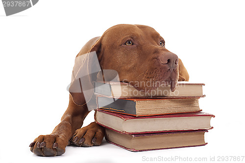 Image of dog with a stack of books