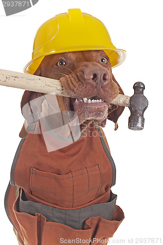 Image of handyman dog