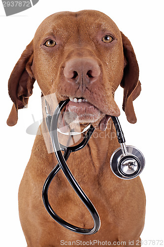 Image of dog as a nurse