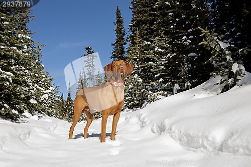 Image of on winter trail
