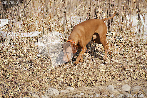 Image of dog on scent