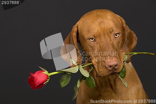 Image of dog with rose