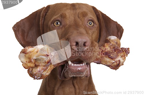 Image of rewarding your dog