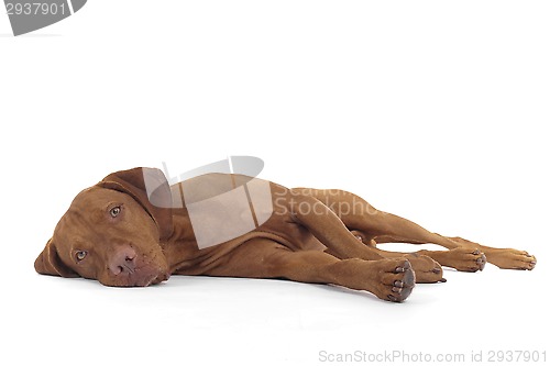 Image of dog laying on side