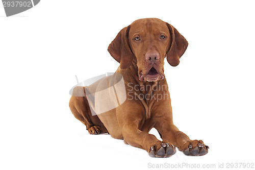 Image of dog laying on white background