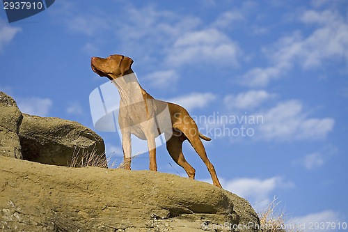 Image of vizsla posing outdoors