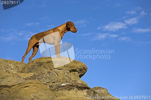 Image of dog on the cliff