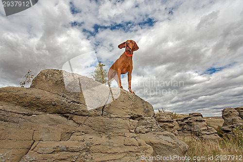 Image of adventure dog
