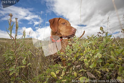Image of hunting dog working in field