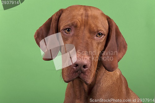 Image of dog portrait