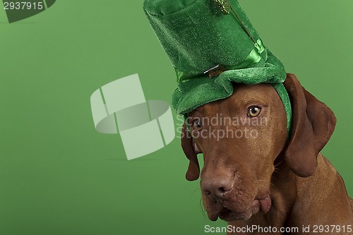 Image of St.Patrick's Day dog