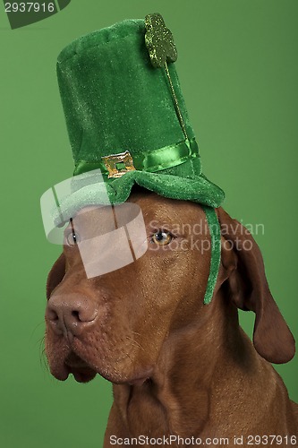 Image of Dog with St.Patrick's Day hat 