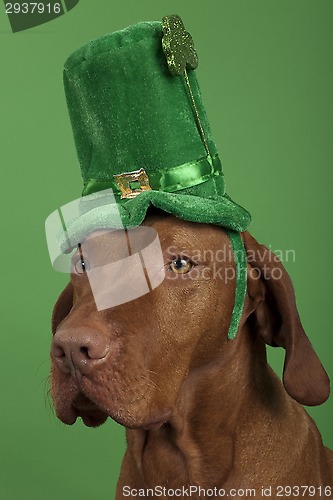 Image of Dog with St.Patrick's Day hat 