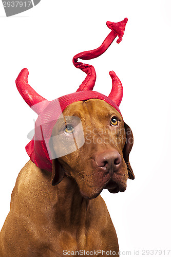 Image of Halloween dog