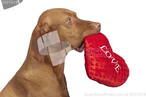 Image of obedient dog holding red heart