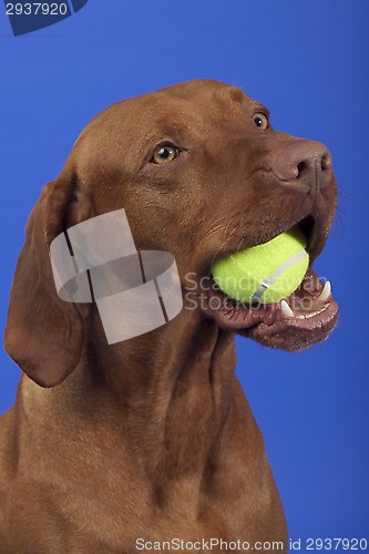 Image of pure breed dog with tennis ball in mouth