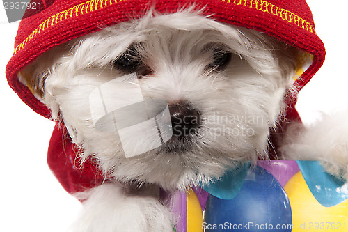 Image of maltese puppy portrait 