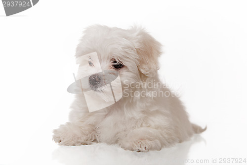 Image of white puppy