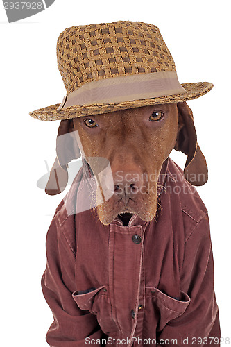 Image of dog dressed casually 