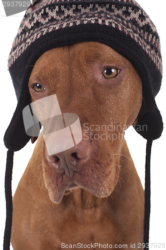 Image of dog wearing a winter hat 