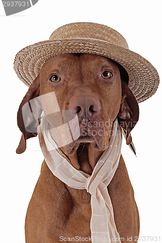 Image of pointer dog with straw hat and scarf