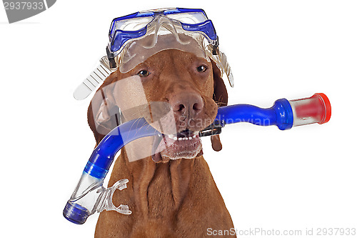 Image of snorkeling dog