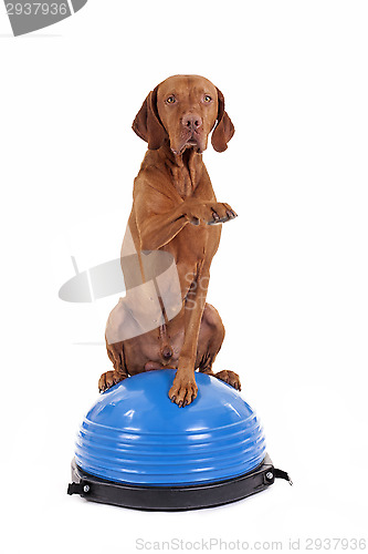 Image of dog sitting on top of exercise ball