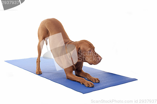 Image of downward dog