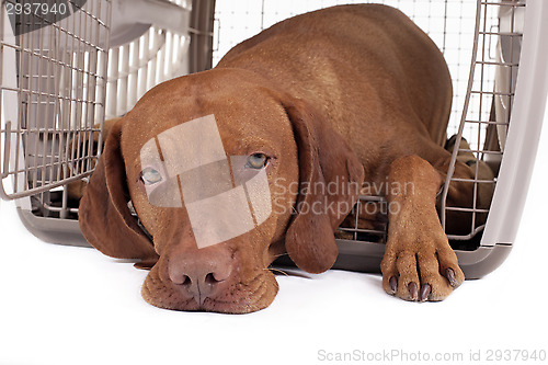 Image of dog in crate