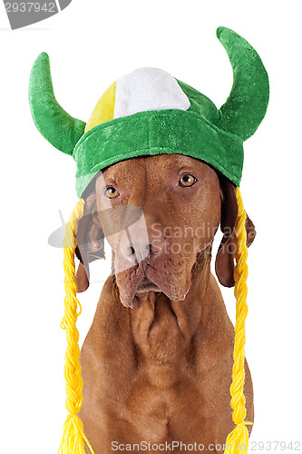 Image of dog with viking hat