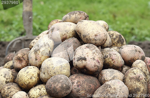 Image of Freshly harvested potatoes