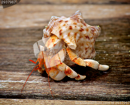 Image of Hermit Crab