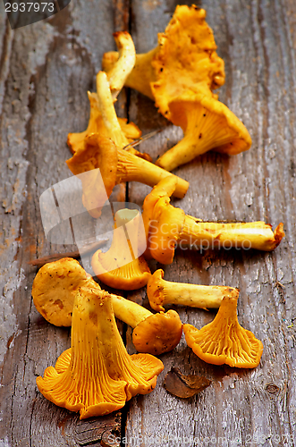 Image of Fresh Raw Chanterelles 