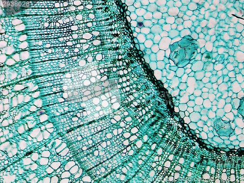 Image of Pine Wood micrograph