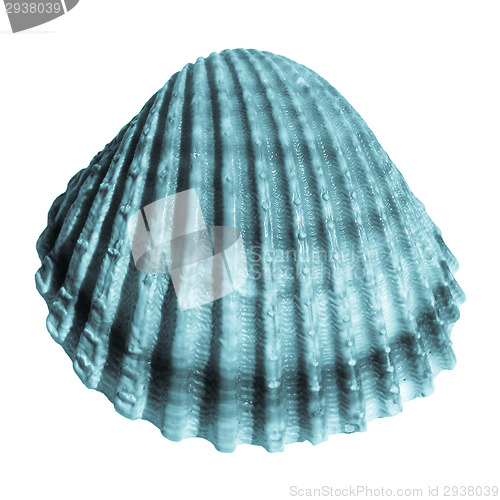 Image of Shell picture