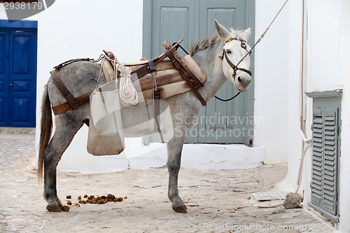 Image of Working donkey