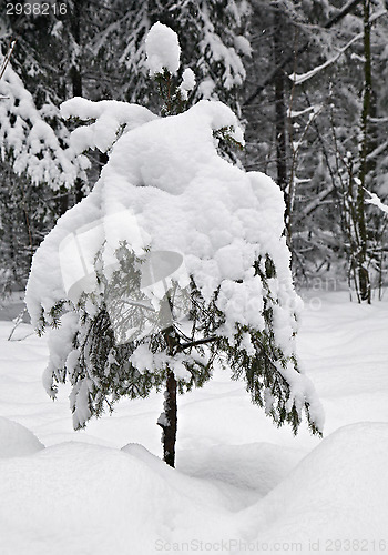 Image of Fir-tree in winter