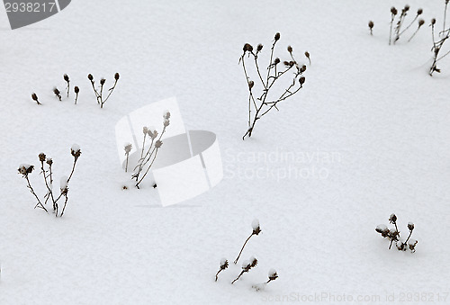 Image of Dry grass covered with snow