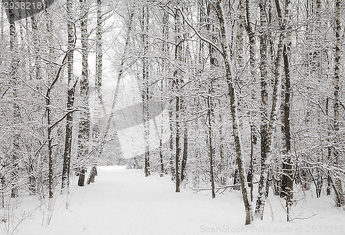 Image of Winter alley