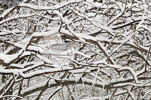 Image of Bush covered with snow