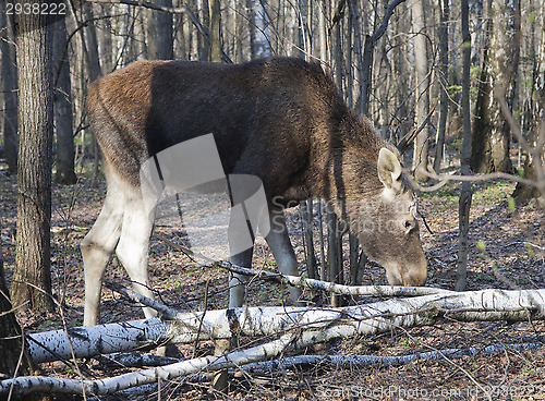 Image of Moose in a spring forest